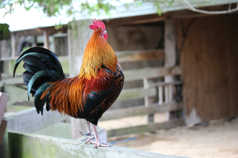 there is a rooster standing by a fence