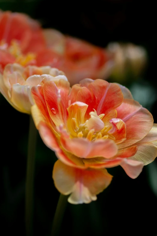 two pink flowers sitting next to each other