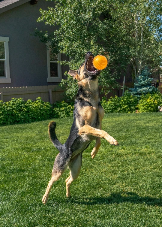 a dog jumping to catch a yellow frisbee in its mouth