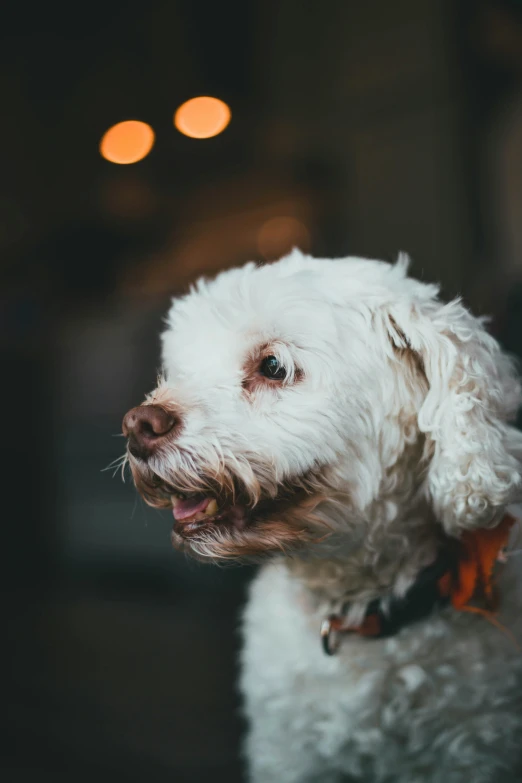 a close - up image of a white dog looking up