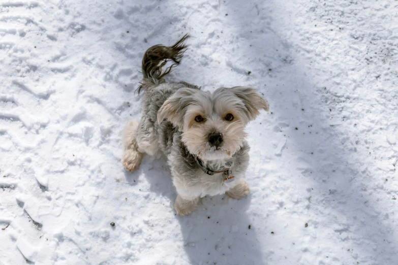 small dog standing in the snow in the daytime