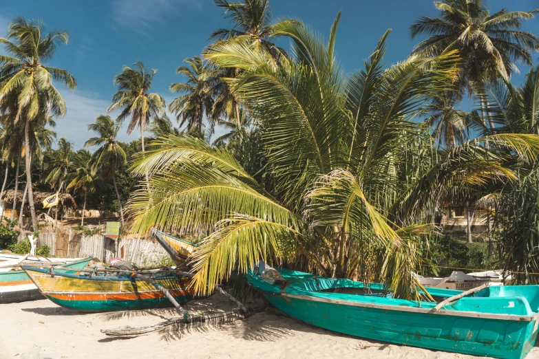 several small rowboats docked at the beach with palm trees behind them