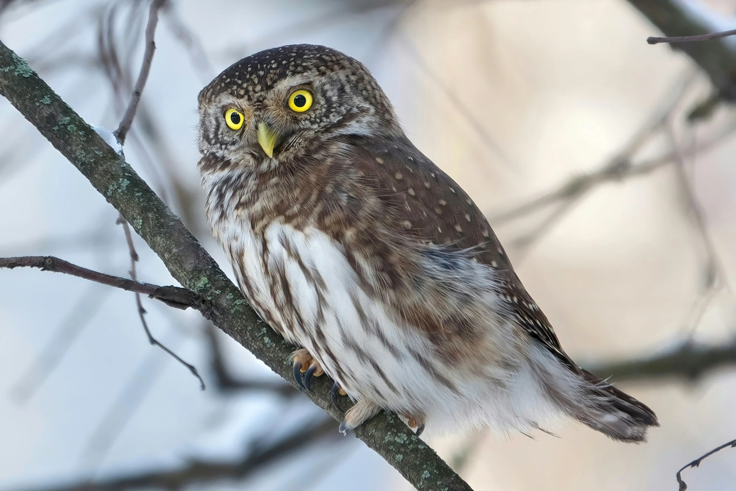 a small owl is sitting on the nch