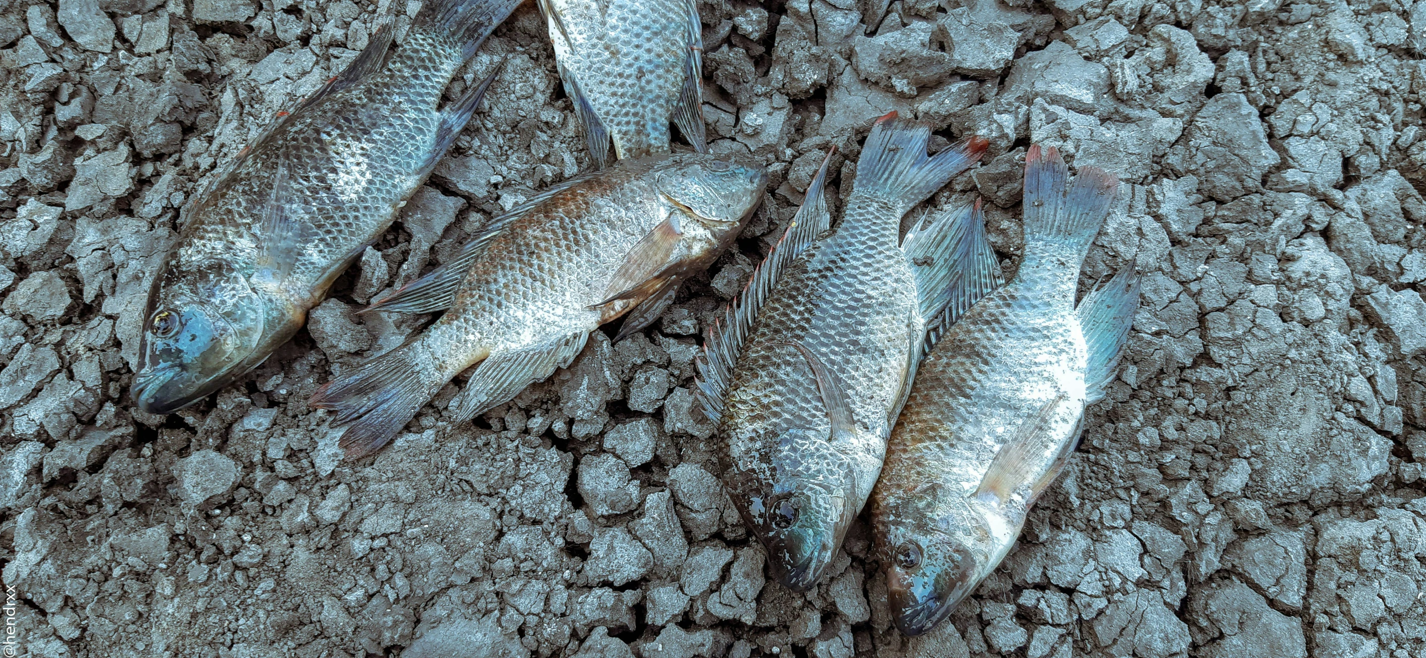 several dead fish are on the ground near rocks