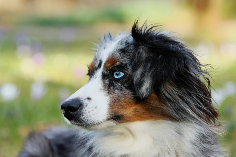 a blue merler dog staring to the side