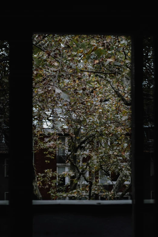 the trees are blooming through the window view