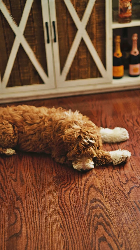 a brown and white dog is laying down on the floor