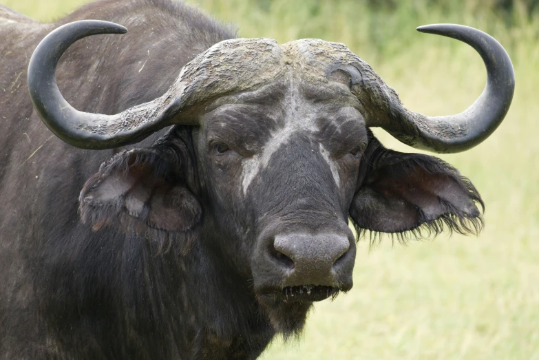 a horned animal with long curved horns looking away from the camera