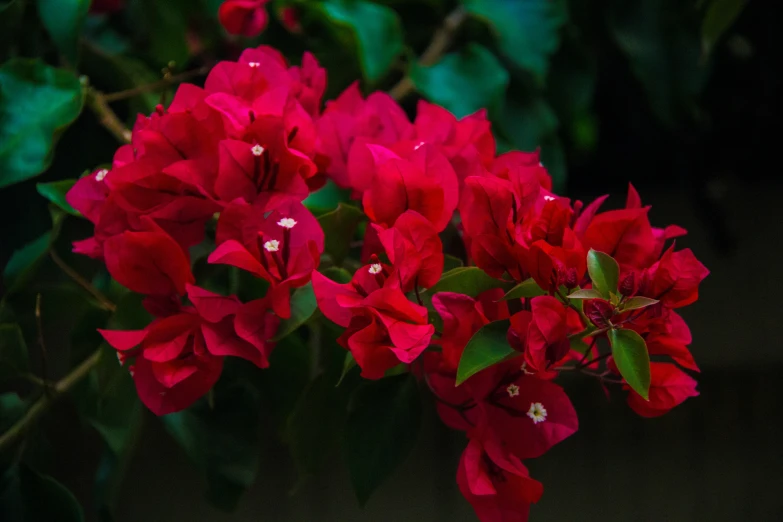 red flowers are shown sitting on a small plant