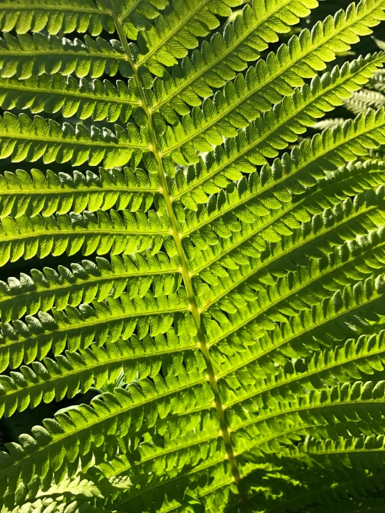 a large fern is shown close up in this image