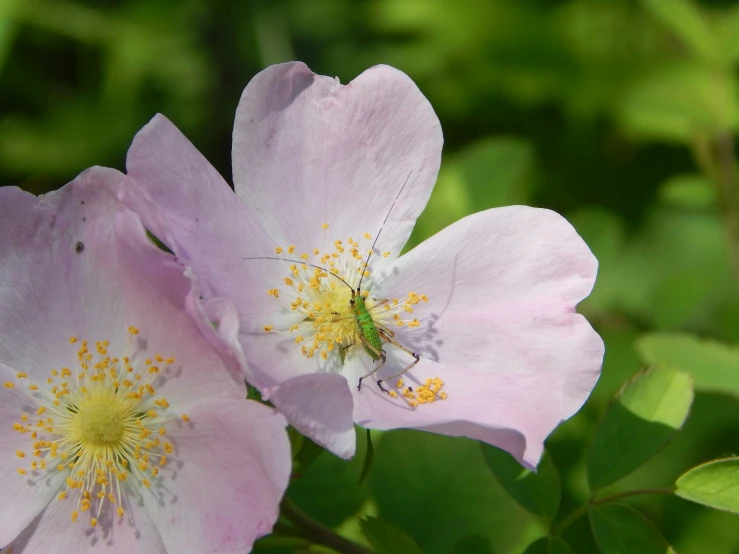 two pink flowers on a sunny day