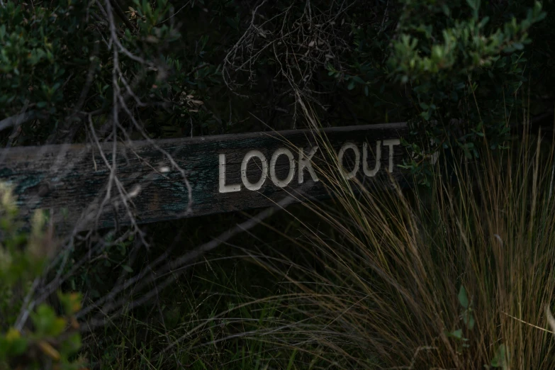 a dark view of the woods and signs with trees and bushes in the background