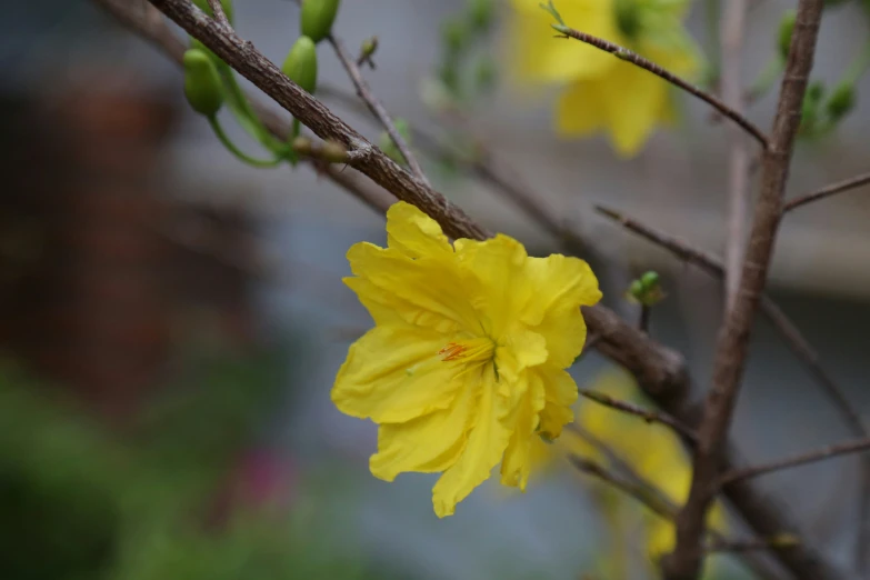 a beautiful yellow flower with green buds on the stem