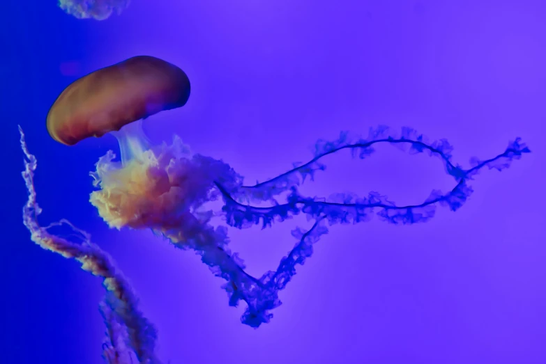 a po of a jellyfish floating in the water