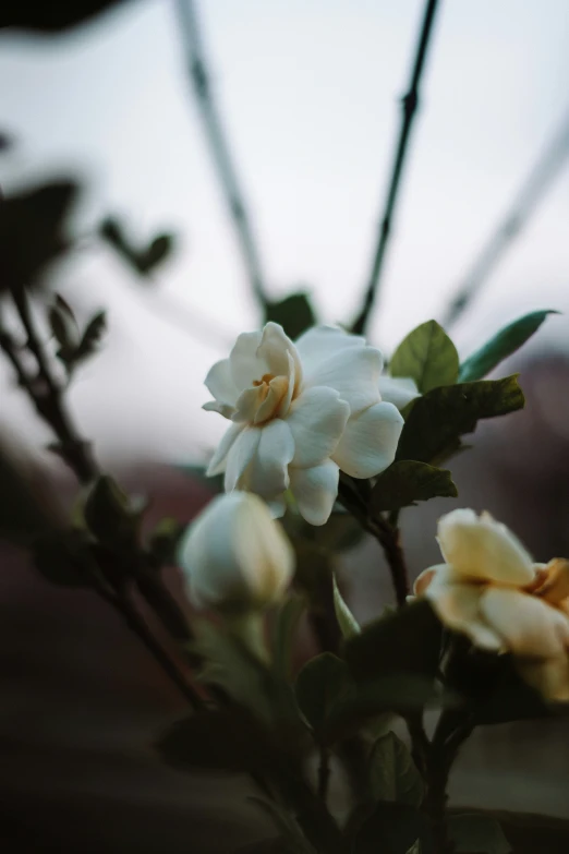 a closeup of a flower with blurry background