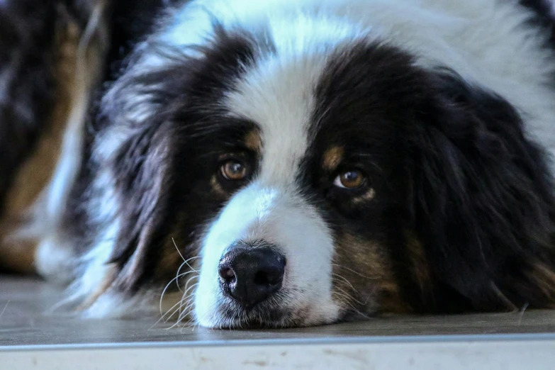 a border collie dog is resting it's head on the floor