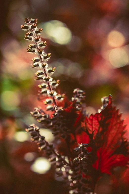 a plant with red leaves sitting in the middle of some grass