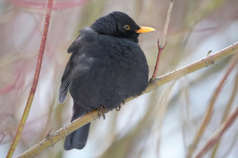 the bird is perched on the thin nch