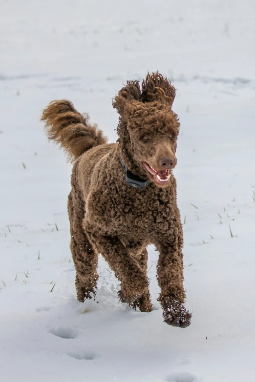 a small brown dog running through the snow