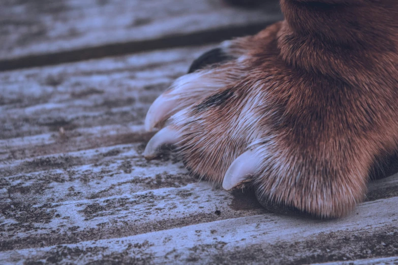 a closeup view of an animal paw on concrete