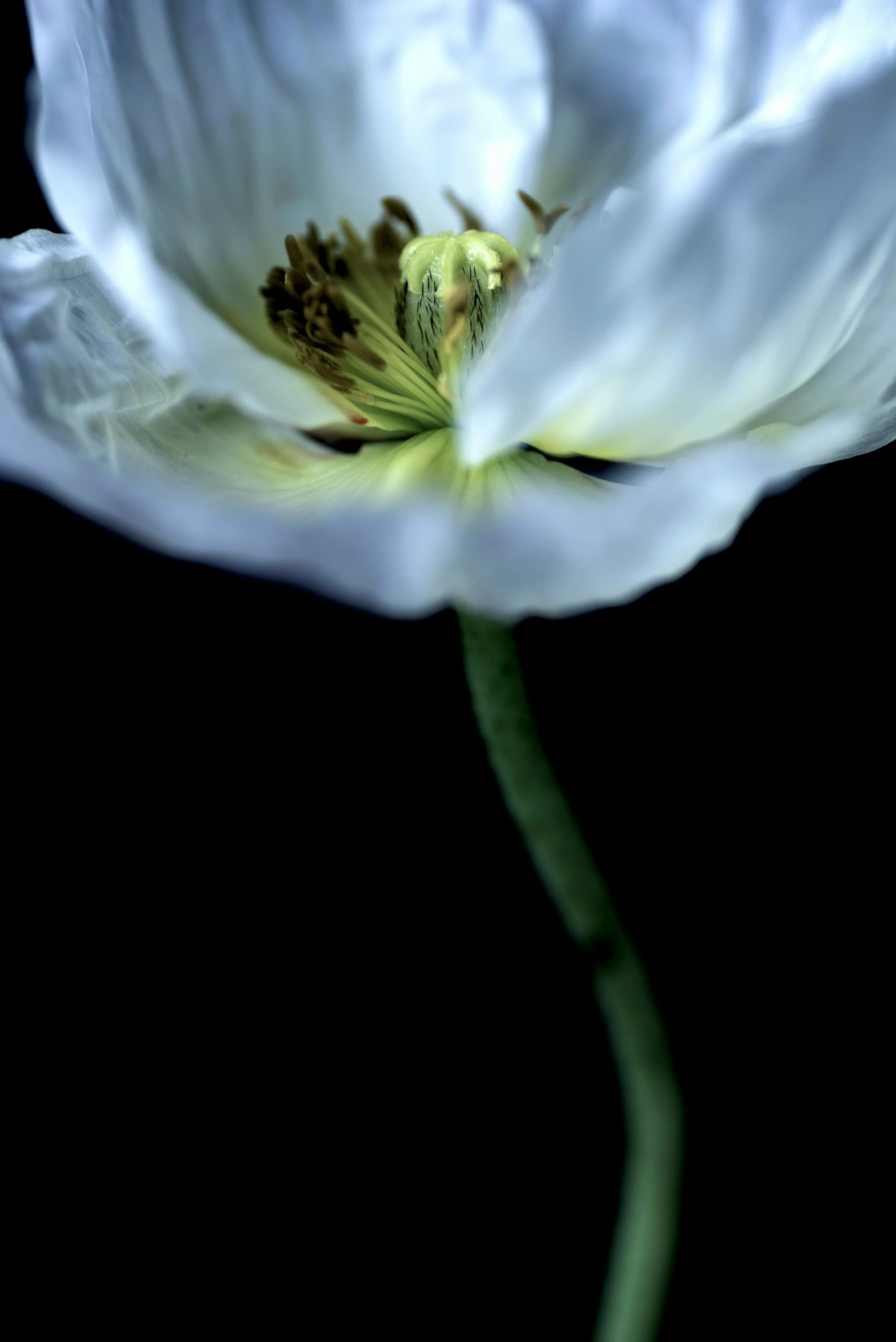 white flower on a black background with a center