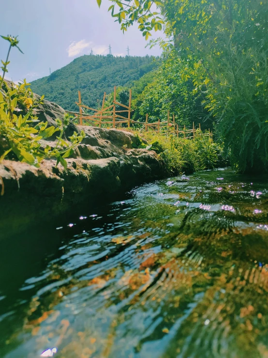 an up close po of the water and forest