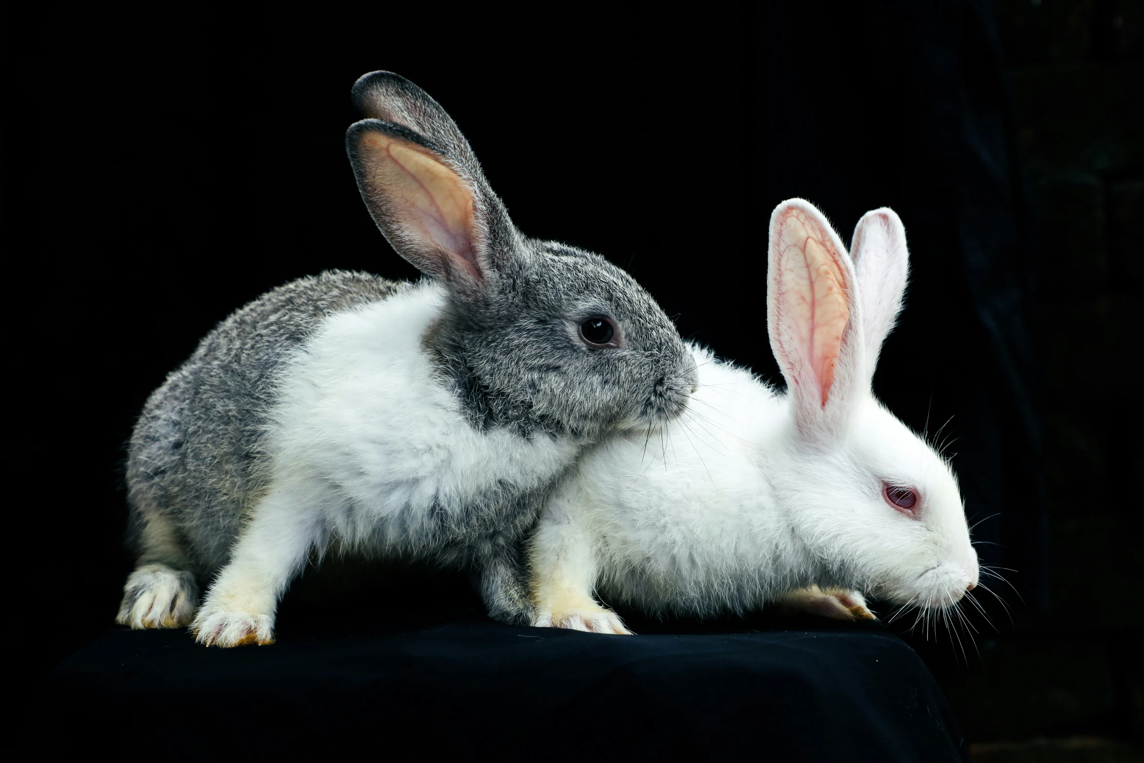 a rabbit and a bunny sitting next to each other