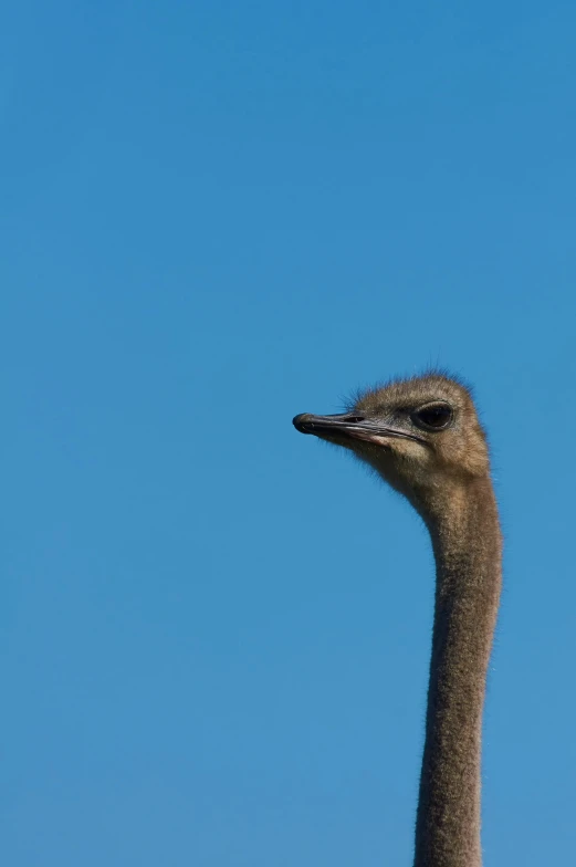 an ostrich is standing on top of grass