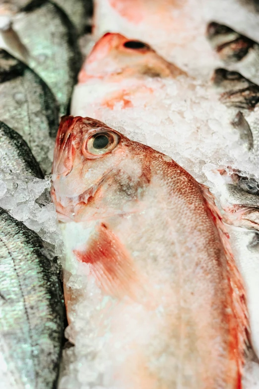 several fish are displayed for sale at a market