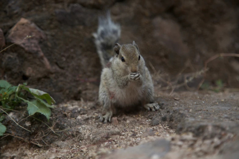 small squirrel standing on ground with its front paws up