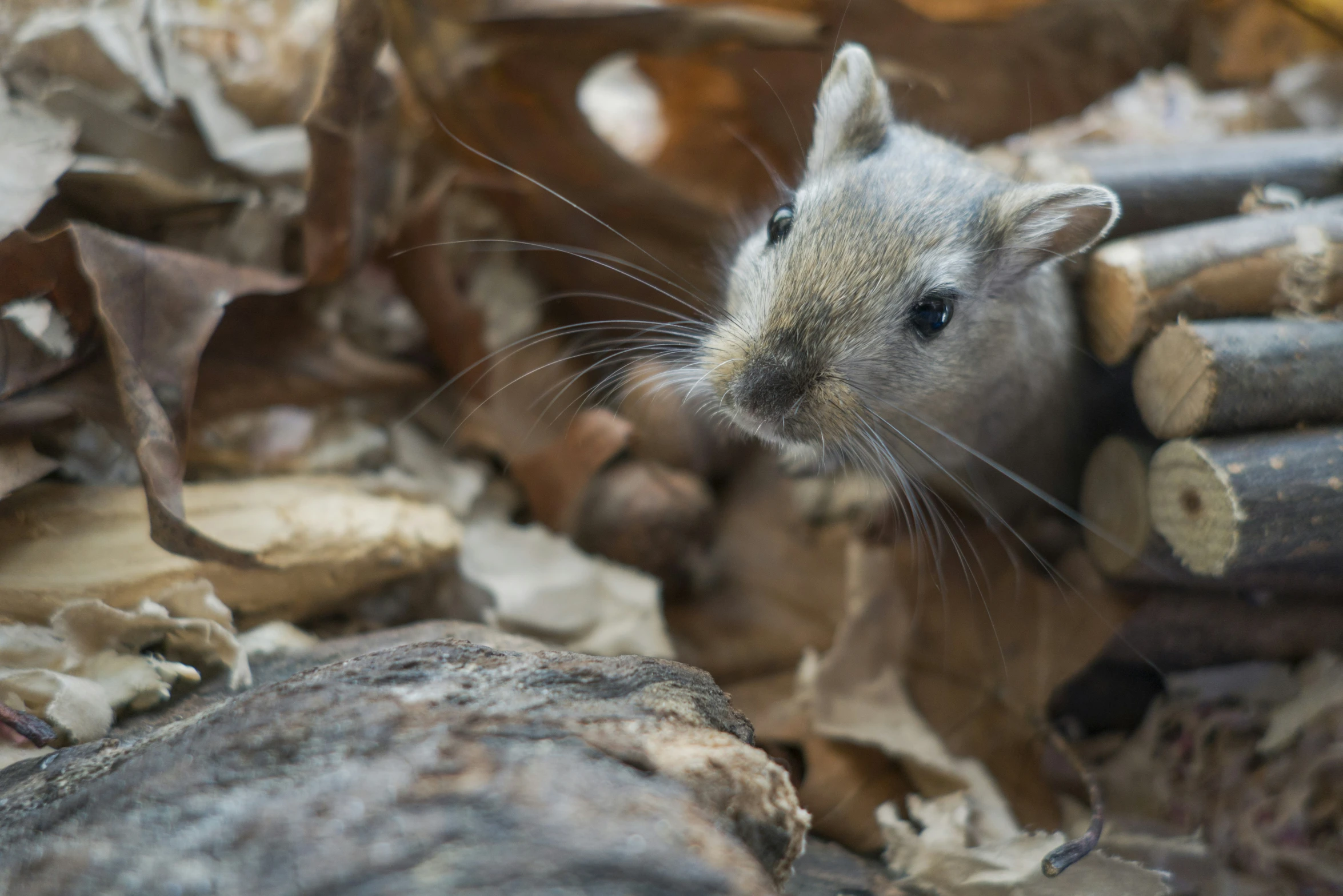 a small gray and black rat with some sticks and rocks