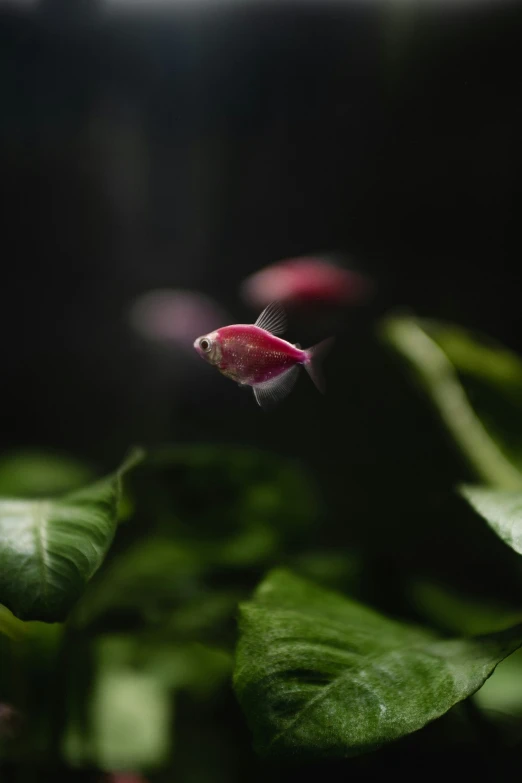 a pink and white fish floating on top of green plants