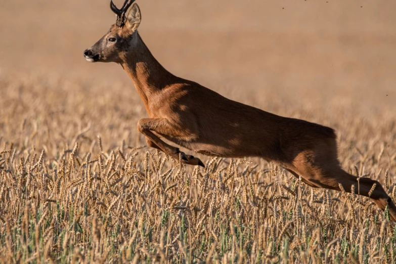 a small deer running through tall grass