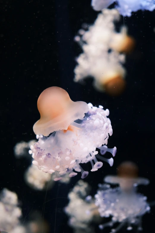 some white and purple jellyfish in a tank