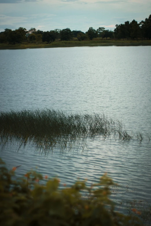 grass growing out of the water in the foreground