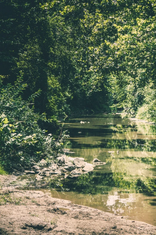 a river surrounded by trees and grass