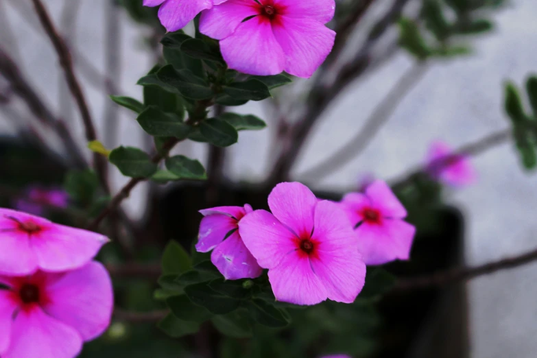 a couple of flowers that are sitting on a plant