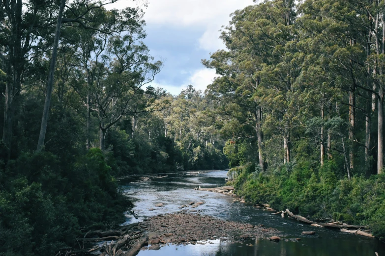 a river flowing through a lush green forest covered in trees