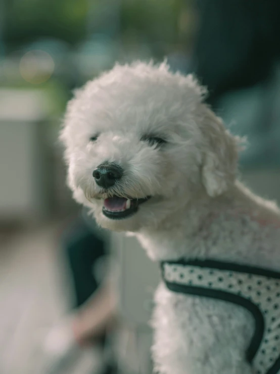 a close up po of a dog wearing a jacket