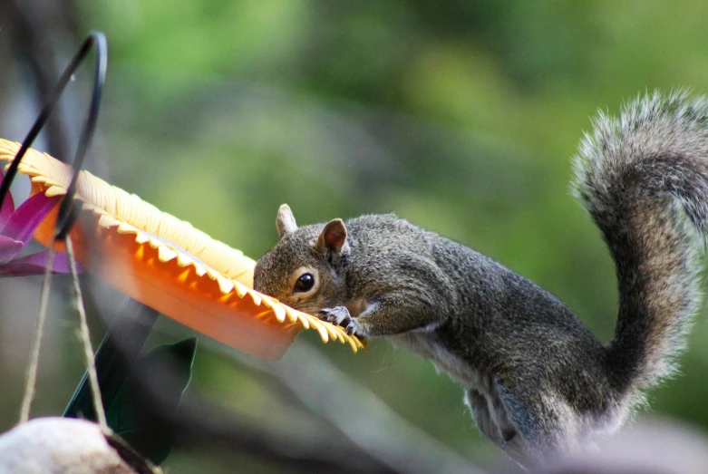 a squirrel in motion with an orange object in its mouth