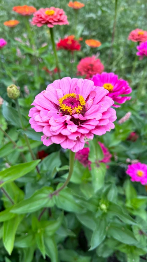 a field full of pink, orange and yellow flowers