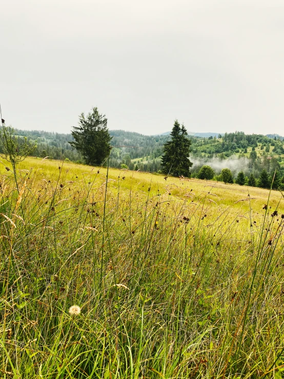 a view of some trees in the distance