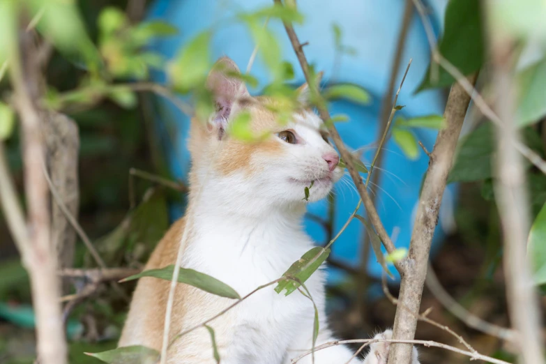 a cat sitting on the nches of a tree