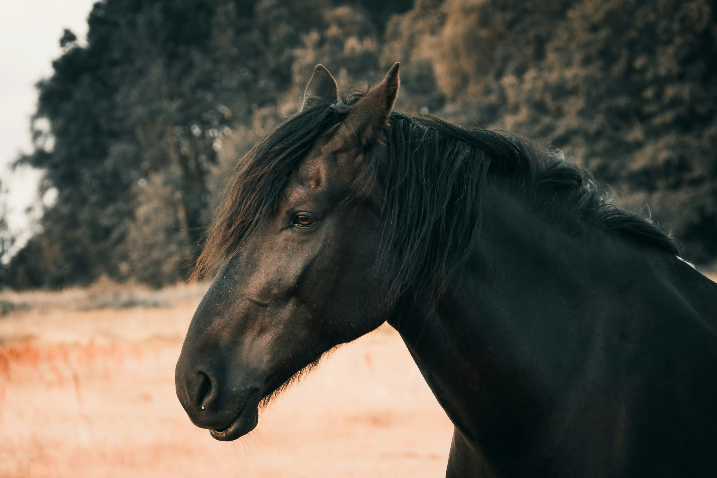 a black horse looking at the viewer in a field