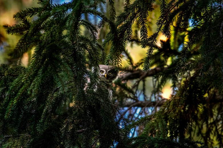 an owl nestled between trees in a wooded area