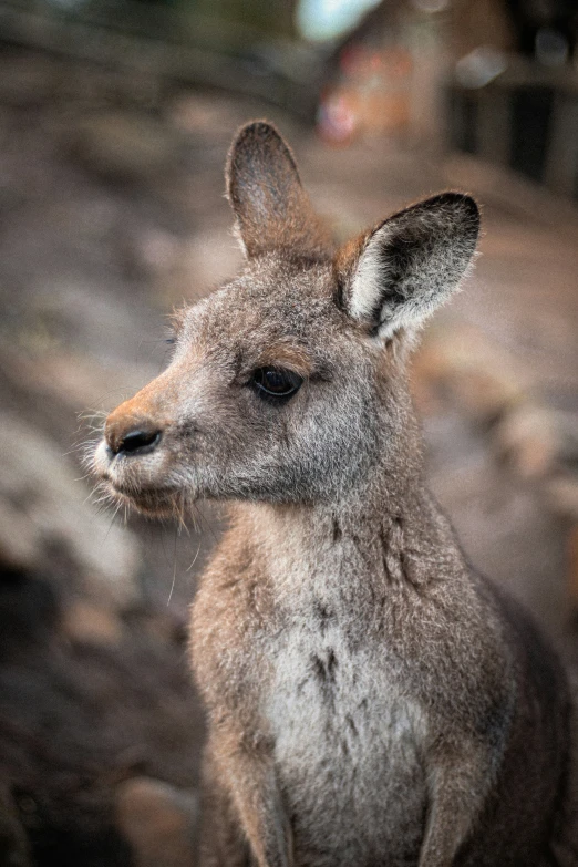 a kangaroo with no nose and a big nose