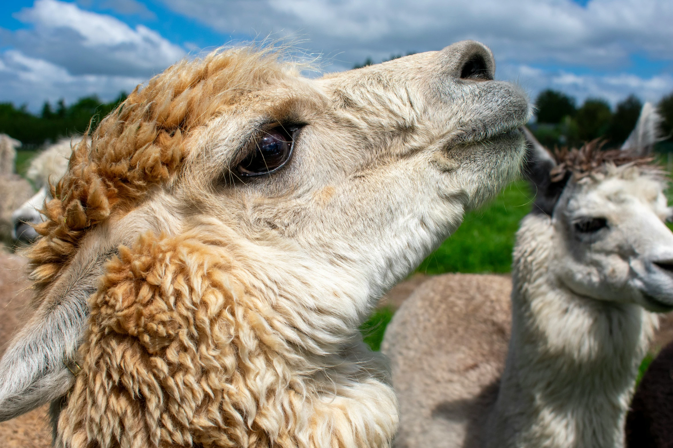 two small sheep looking at soing behind them