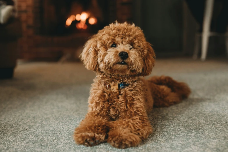 brown dog sitting in front of fireplace and looking up