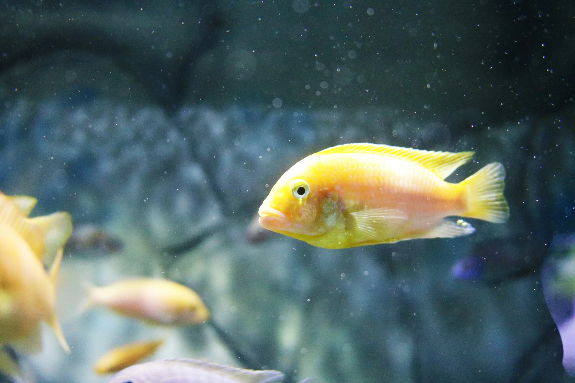 a fish is swimming around in an aquarium