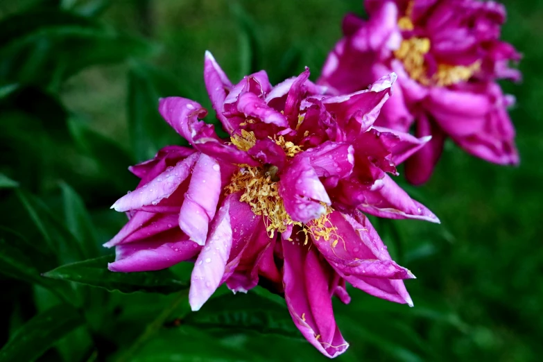 two pink flowers with drops of dew